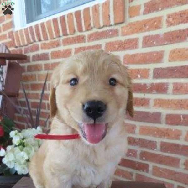 Rover, Golden Retriever Puppy